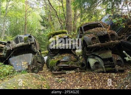 Versteckt im schwedischen Wald, wird ein Autofriedhof voll von alten Autos `s den 50er Jahren von der Natur zurückgenommen. Stockfoto